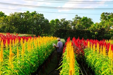 Field of flowers countryside Sa Dec, Dong Thap Province, Vietnam, at the end of the year