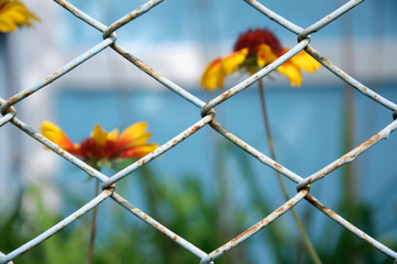 The flowers behind the fence