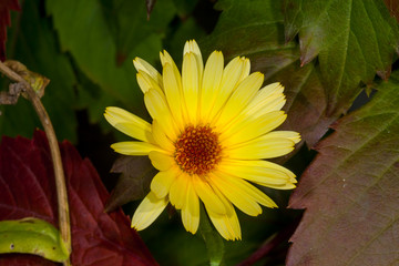 Yellow calendula flower