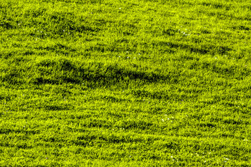 Green meadow, Romania, Transsilvania, Zarnesti