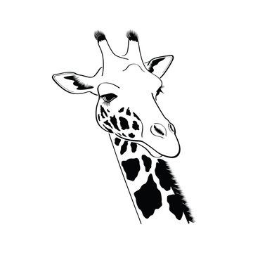 Giraffe head - illustration
