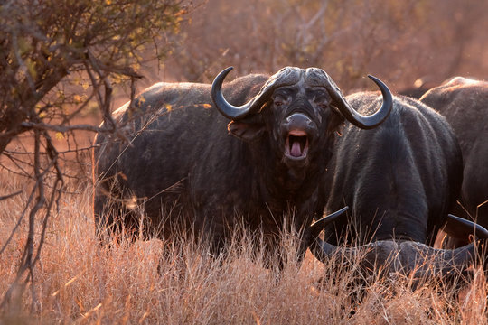 african buffalo, cape buffalo, syncerus caffer, Kruger national park, South Africa