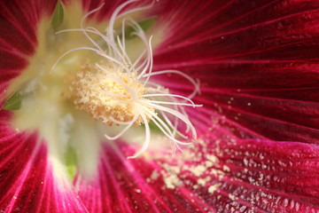 Long stamens with pollen inside red Hollyhock flower by macro le