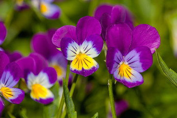 Yellow-violet flowers