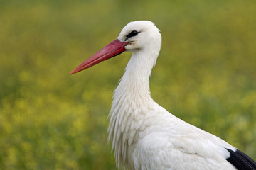White stork. Ciconia ciconia
