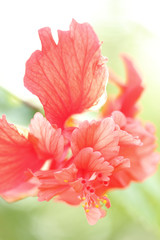 Fototapeta premium Red hibiscus flower, soft focus sweet floral image.