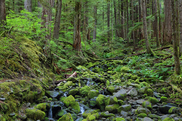 Sol Duc falls trail, Olympic national park, WA, US