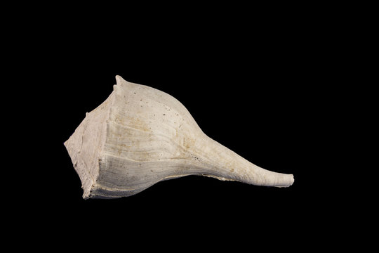 Very large fossil gastropod  Sinistrofulgar sp., from the Pleistocene period, 2.6 million - 11,700 years BP
