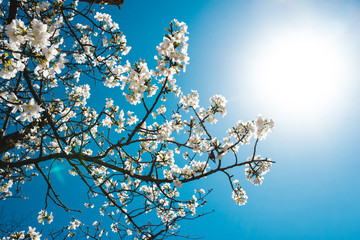 Beautiful cherry blossom sakura in spring time over blue sky.