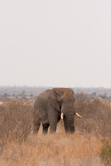 african bush elephant, loxodonta africana, Kruger national park, South Africa