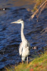 Grey Heron (Ardea cinerea) in Japan - アオサギ