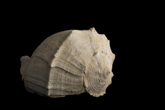 Very large fossil gastropod  Sinistrofulgar sp., from the Pleistocene period, 2.6 million - 11,700 years BP