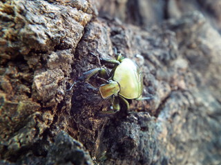カナブン drone beetle