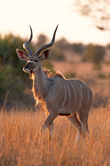 Naklejka na ściany i meble greater kudu, tragelaphus strepsiceros, Kruger national park, South Africa