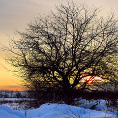Contour of a leafless tree in winter evening at sunset
