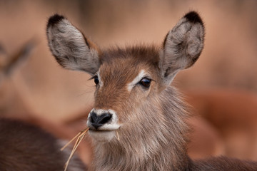 waterbuck, kobus ellipsiprymnus, South Africa, Kruger national park
