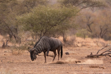 blue wildebeest, connochaetes taurinus, South Africa, Kruger national park