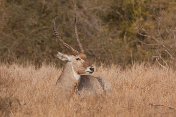 waterbuck, kobus ellipsiprymnus, South Africa, Kruger national park