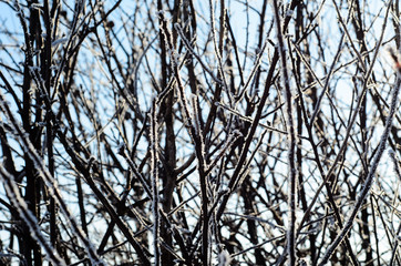 Hoarfrost on a wild plants