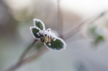 frozen snowberry