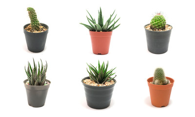 Collection Cactus Potted plants on a white background