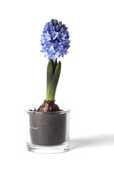 Hyacinth in glass container on white background