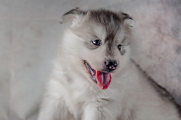 Siberian husky puppy on background