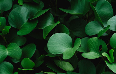 green leaves background