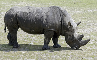 Fototapeta premium African rhinoceros. Latin name - Diceros bicornis 