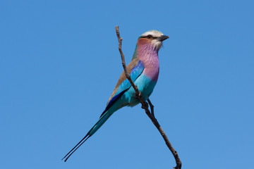  lilac-breasted roller, coracias caudatus, Kruger national park, South Africa