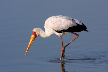 Yellow-billed stork, mycteria ibis, Kruger national park, South Africa