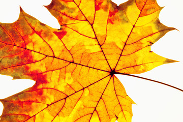 Naklejka na ściany i meble Autumn Leaf - Isolated on White