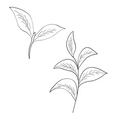 Green tea leaf illustration, branch organic hand drawing sketch, isolated on white background