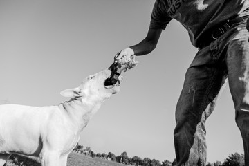 Bull Terrier Playing in the Park