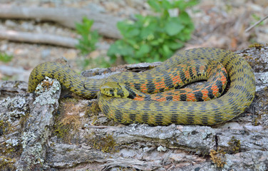 Snake (Rhabdophis tigrina) 21