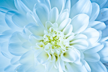 macro of daisy chrysanthemum flower in romantic white blue coloring 
