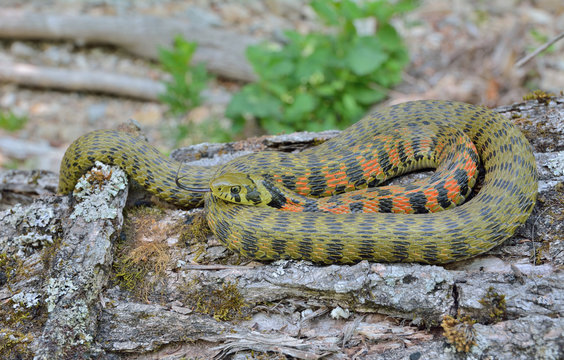 Snake (Rhabdophis tigrina) 21