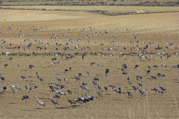 European cranes overwinter each year in the Laguna de Gallocanta