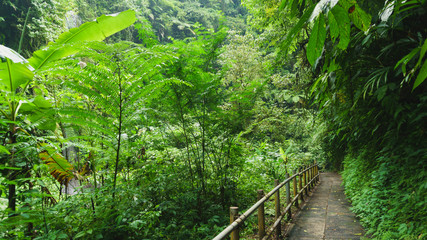 Fototapeta na wymiar Walking trail in tropical forest