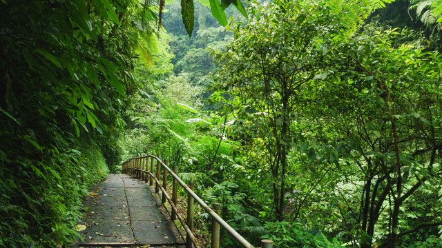 Walking trail in tropical forest