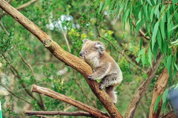 Deurstickers Koala Een wilde koala die klimt in zijn natuurlijke habitat van gombomen. zachte focus