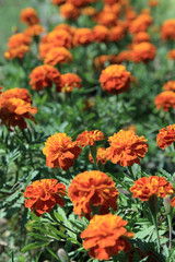 Red - yellow Mexican Marigold flowers garden in sunlight.