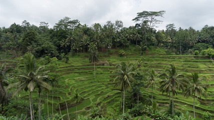 Fototapeta na wymiar Subtropical forest in Bali