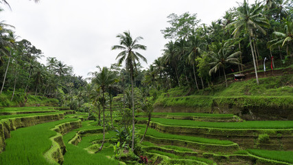 Fototapeta na wymiar Subtropical forest in Bali