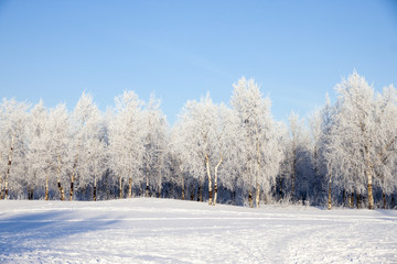 Winter landscape with snow covered trees  .