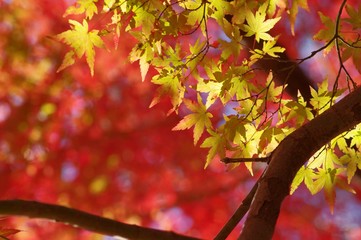 紅葉