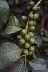 coffee beans - close up of a coffee plant