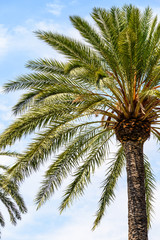 Fototapeta na wymiar Green Island Palm Tree On Blue Sky