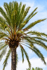 Fototapeta na wymiar Green Island Palm Tree On Blue Sky