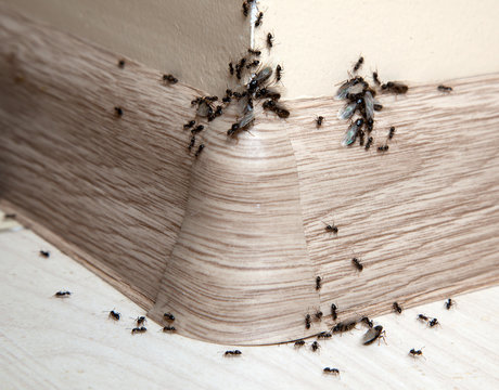 Ants In The House On The Baseboards And Wall Angle